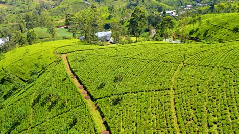 breathtaking aerial drone footage soaring over the lush tea fields of nuwara eliya, sri lanka.