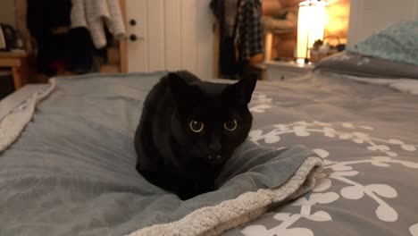 Un-Pequeño-Gato-Negro-En-Una-Cama-Se-Escapa