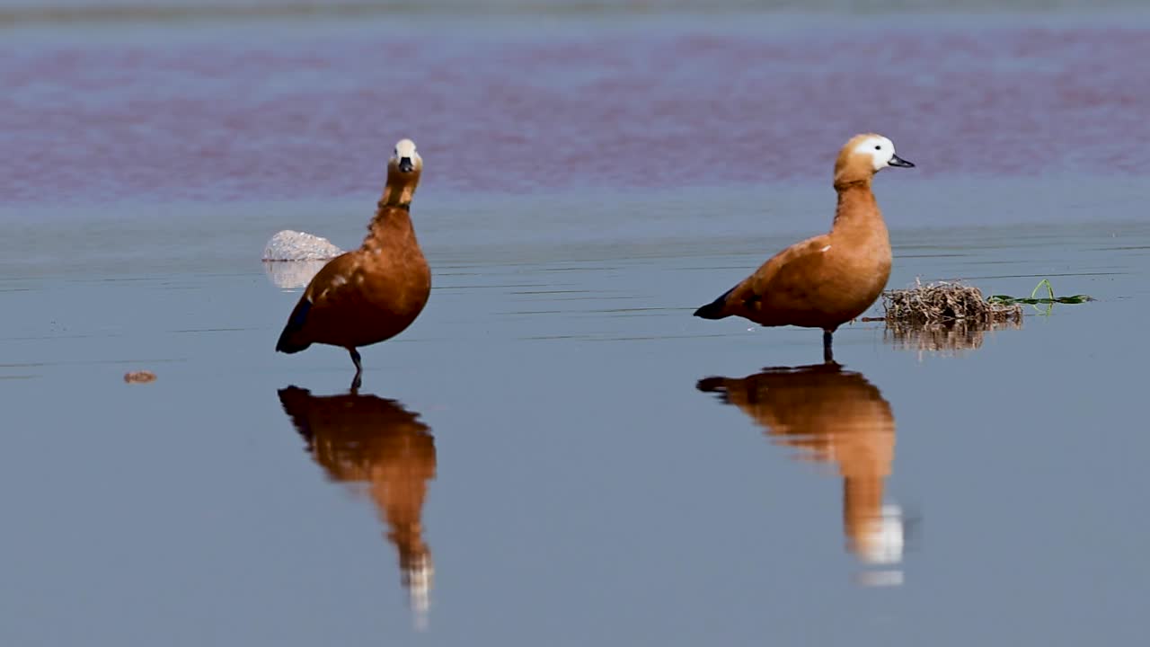 Casarche galleggiano in un fiume calmo mostrando il riflesso specchiato, postura equilibrata e una presenza pacifica di uccelli acquatici