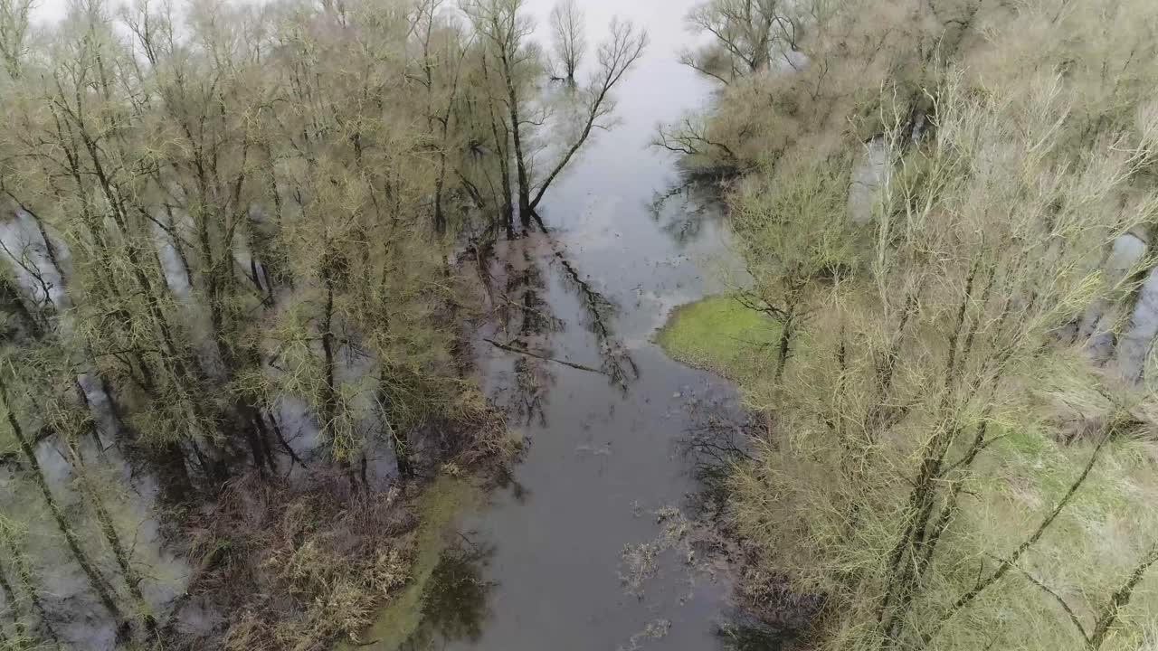 Droneoptagelse fra luften af en sump med væltede træer under vand.
