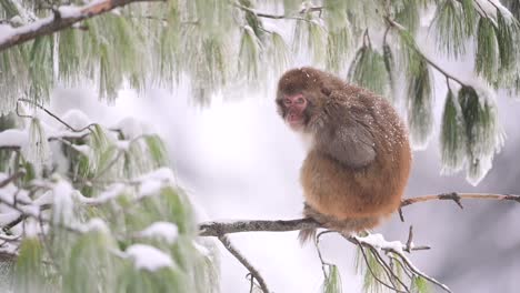 Rhesusaffen-Sitzend-Auf-Einem-Baum-Im-Schneefall