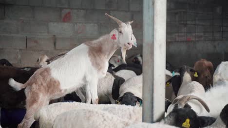 a goat stands above a mixed herd of goats and black faced sheep in a farm building