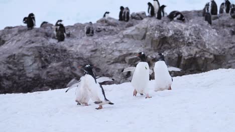 slow motion penguins running, funny baby animals with gentoo penguin chick chasing its mother on the snow in a penguin colony in antarctica, antarctic peninsula wildlife in winter
