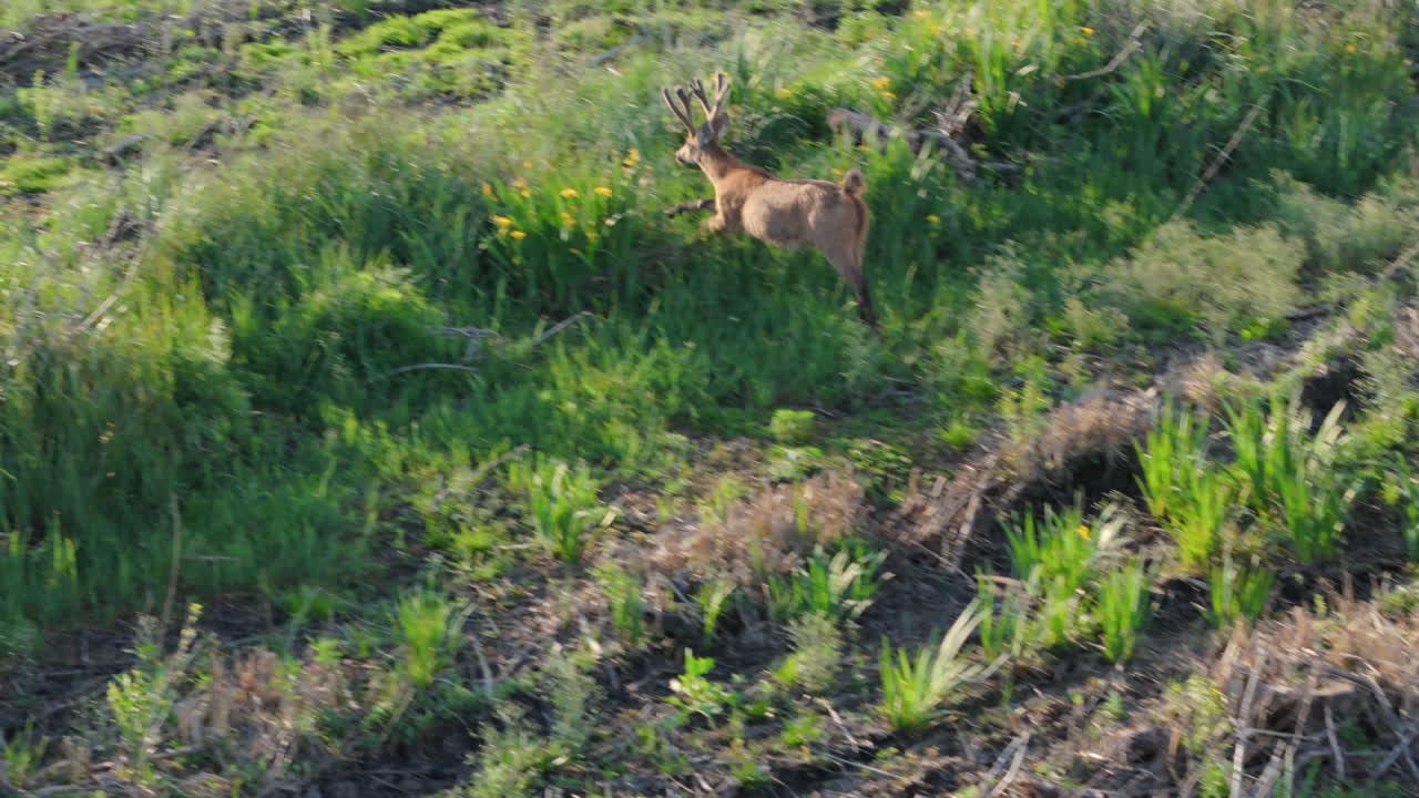 Deer grazing in a field of grass, blending into the natural landscape, captured in a peaceful moment