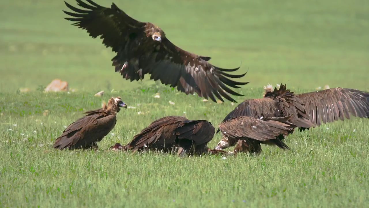 Gruppo di avvoltoi monaci che si nutrono di una carcassa in un campo verde