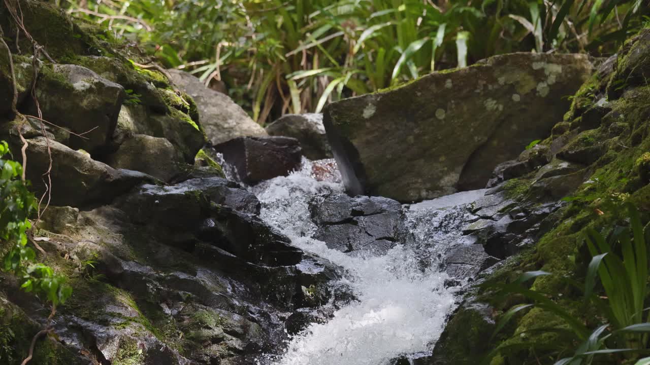 agua que fluye sobre las rocas en el exuberante bosque tropical