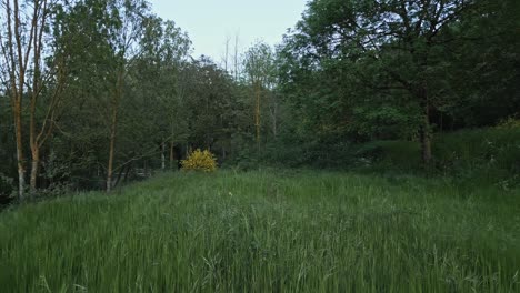 verdant meadow with vibrant yellow wildflowers nestled among lush green trees and dense bushes, presenting serene natural landscape bathed in soft daylight
