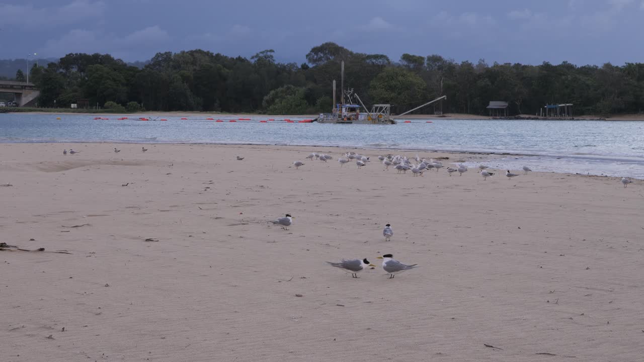 Greater Crested Tern Birds On The Shore In Gold Coast, QLD, Australia - Wide Shot