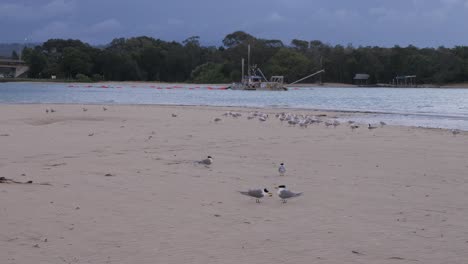 greater crested tern birds on the shore in gold coast, qld, australia - wide shot