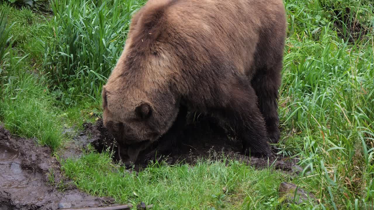 hembra de oso marrón en busca de comida, alaska