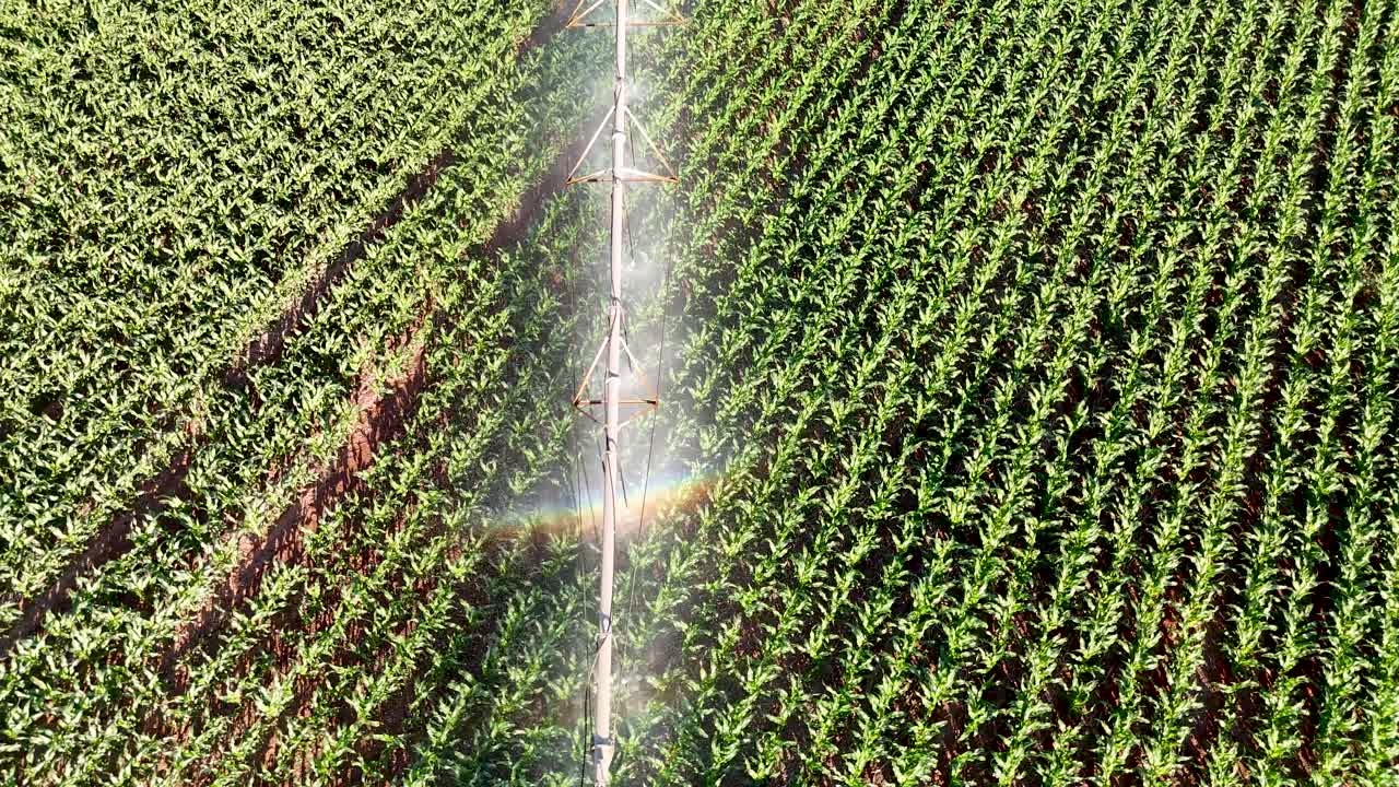 Aerial View of Banana Plantation with Center Pivot Irrigation