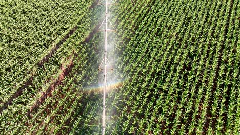 aerial view of banana plantation with center pivot irrigation