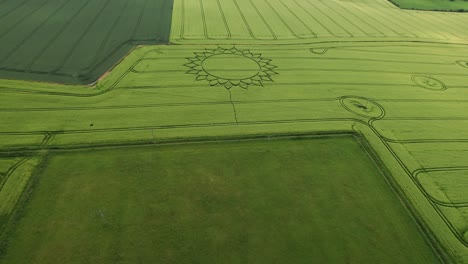 Fly-Over-Green-Wheat-Field-With-Crop-Flower-Circle-Near-Potterne-Village,-County-Of-Wiltshire,-England