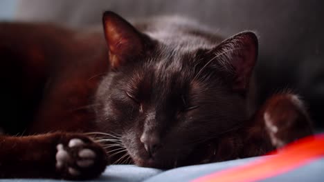 the domestic black cat lies on the bed and sleeps