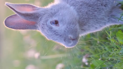 close-up of a cute grey rabbit in grass