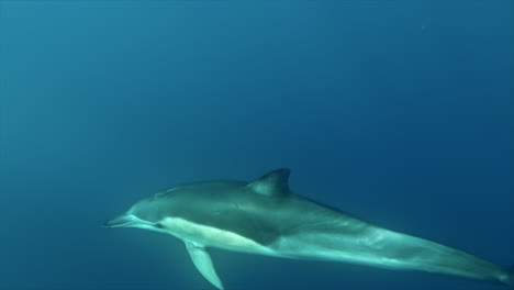 dusky dolphin underwater isolated close up in kaikoura waters