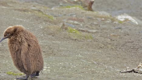 King-penguin-parent-and-chick-walking-through-frame-at-Salisbury-Plain-on-South-Georgia-