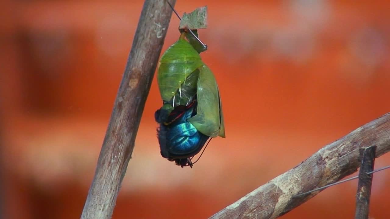 una mariposa emerge de su crisálida
