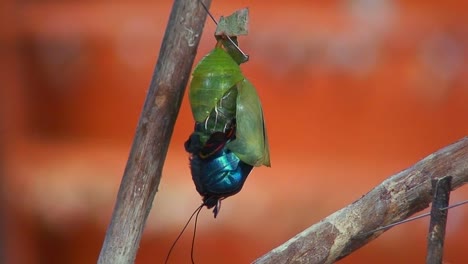 una mariposa emerge de su crisálida