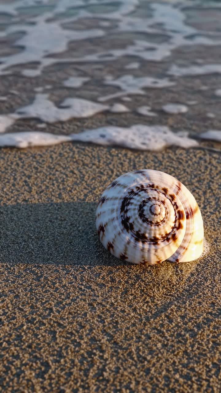 Close-up of a seashell on sandy beach with gentle waves in the background, captured from a low