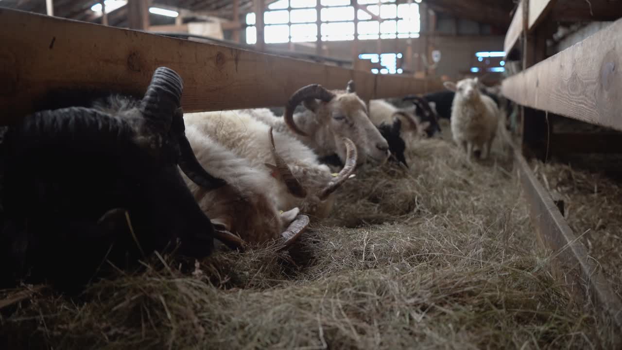 Sheep in an indoor farm eating hay in Iceland