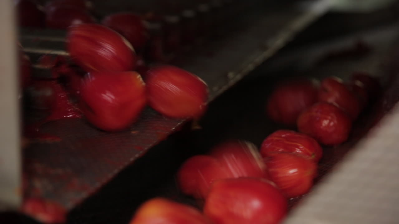 토마토 생산 라인: 공장에서 가공된 토마토, 미국