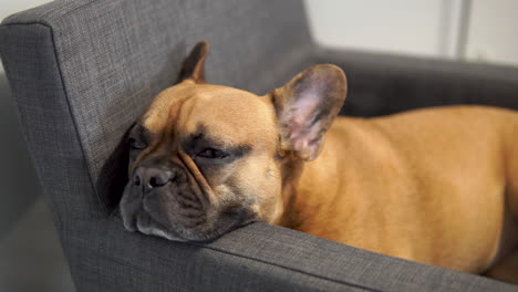 cute dark fawn puggle dog relaxing on sofa of similar color