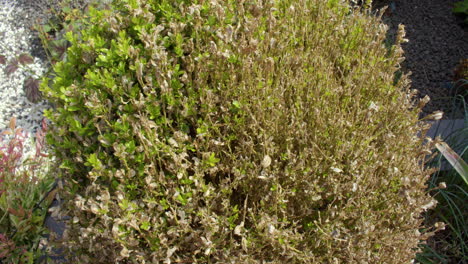 box ball bushes suffering from box tree moth caterpillar damage