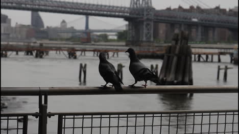 pigeons on a waterfront railing, nyc
