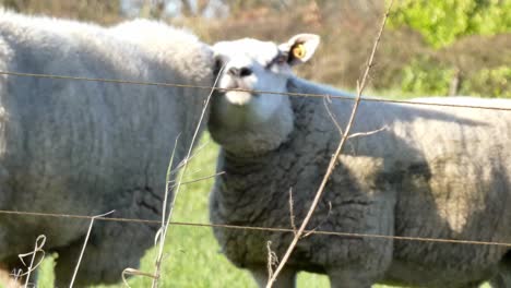 Liebevolles-Paar-Schafe,-Die-Auf-Der-Landwirtschaftlichen-Wiesenweide-Grasen,-Großbritannien