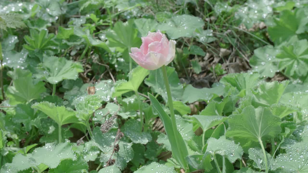 비가 내린 후 바람에 약간 움직이는 단일 라이트 핑크 튤립