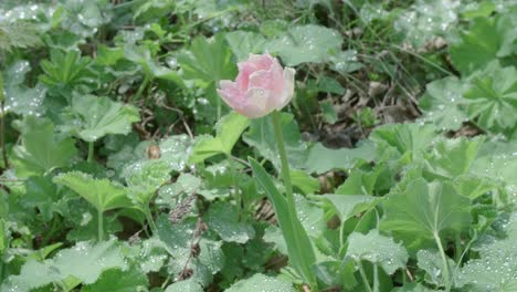 tulipán rosa claro único después de la lluvia moviéndose ligeramente en el viento