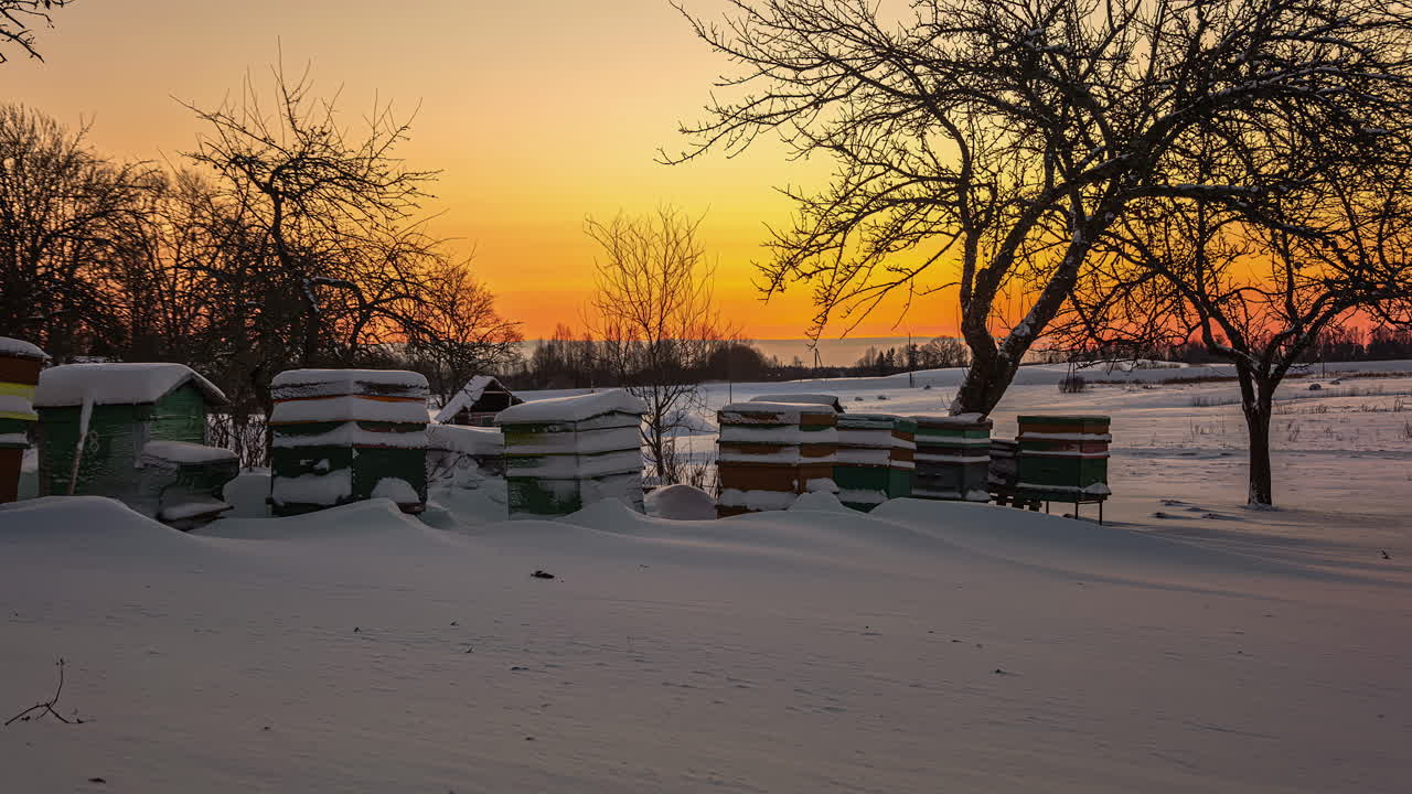 겨울 라트비아에서 눈 인 벌집과 나무 근처의 시골 풍경에서 해가 뜨는 시간