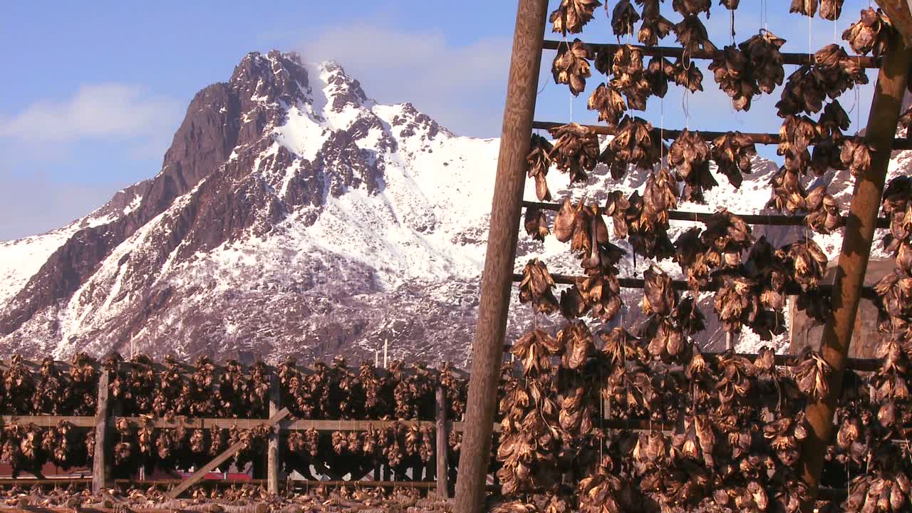 los peces se cuelgan para secarse en estantes de madera piramidales con fondo de altas montañas en las islas lofoten noruega