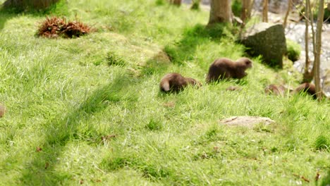 Eine-Familiengruppe-Asiatischer-Kleinkrallenotter-Geht-Von-Der-Kamera-Weg-In-Richtung-Eines-Fließenden-Flusses