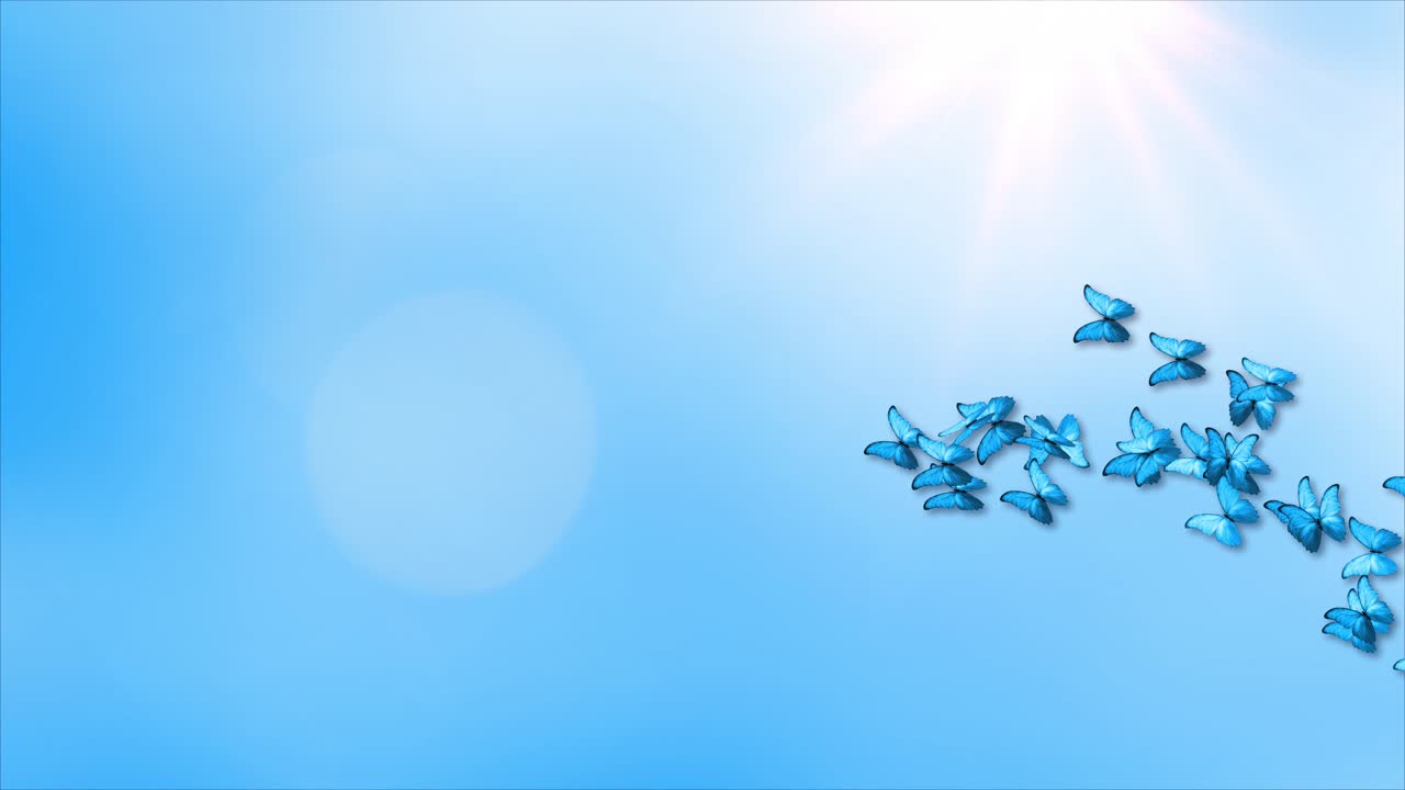 Blue monarch butterfly swarms flying over screen green screen loop background for your holiday