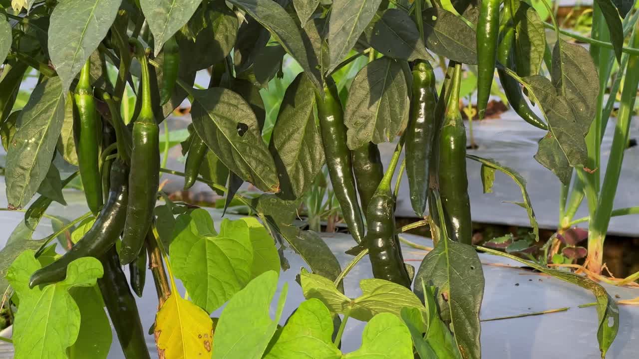 Green chili peppers hanging on the trees. chili plants in the garden