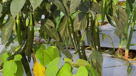 green chili peppers hanging on the trees. chili plants in the garden