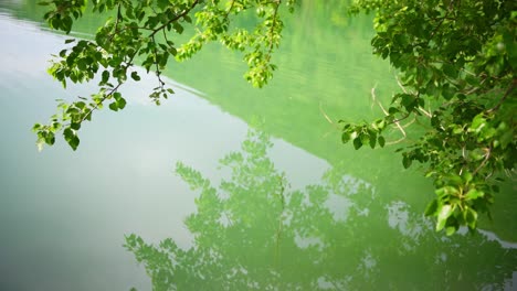 branch with green leaves over the green water of lake.