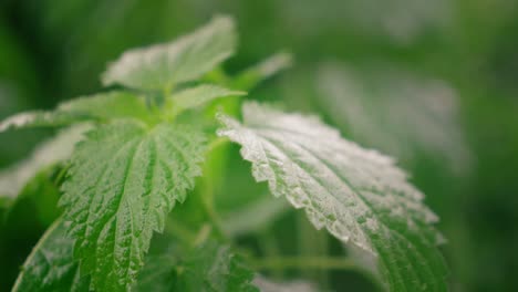 close-up of nettle leaves
