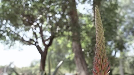 Cerca-De-Una-Planta-Verde-En-El-Parque