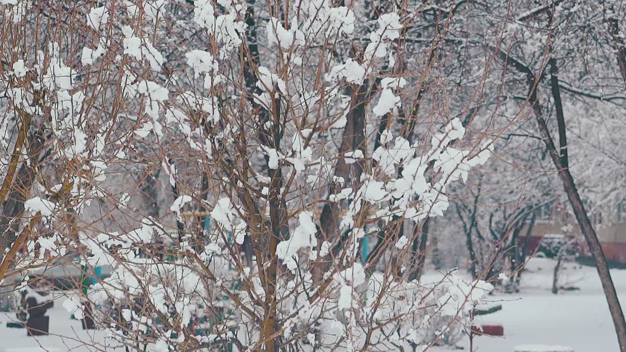 얇은 가지에 눈이 녹는 다양한 나무들