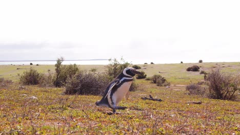 disparo de seguimiento de un solo pingüino de magallanes mientras camina por la hierba tropezando un poco y luego mirando a su alrededor