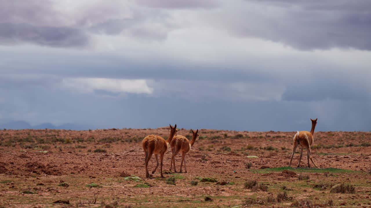 Rear view of wild vicunas walking in slomo over dry Siloli desert landscape