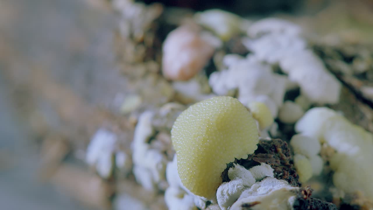 Slime mold Stemonitis flavogenita full life cycle from plasmodium to sporangia time lapse