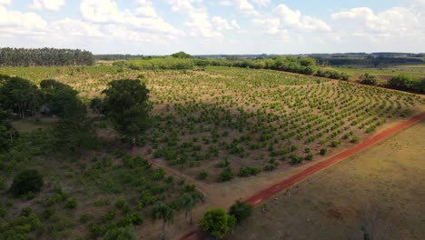 Yerba-mate-field-in-Misiones,-Argentina