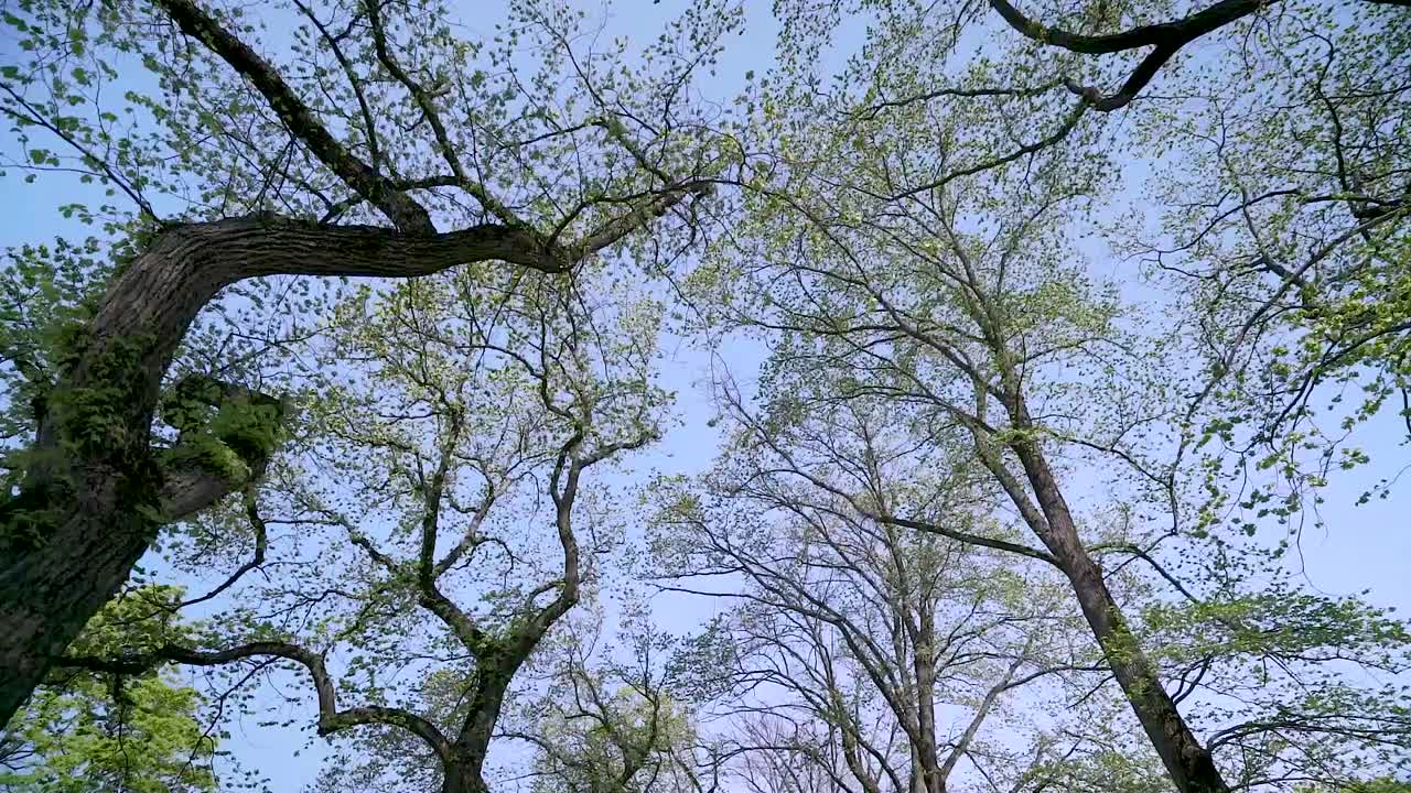 Bottom up shot of the trees on a Gimbal shot in Akershus Fortress of Oslo, Norway.mp4