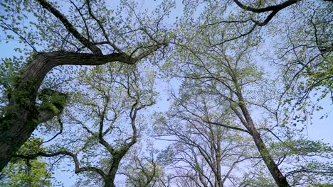 bottom up shot of the trees on a gimbal shot in akershus fortress of oslo, norway.mp4