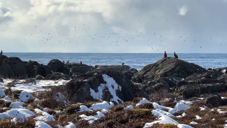 panning shot of dozens of white tailed eagles perched on rocks along the snow covered coast with sea gulls flying in the background