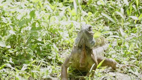 Un-Primer-Plano-De-La-Cara-Y-La-Cabeza-De-Una-Iguana-Tomando-El-Sol-Moviéndose-Cuidadosamente-A-Través-De-La-Espesa-Vegetación-Natural